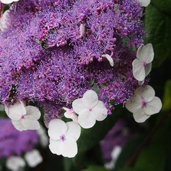 Hortensie 2